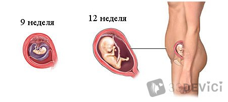 развитие малыша 1 триместр 