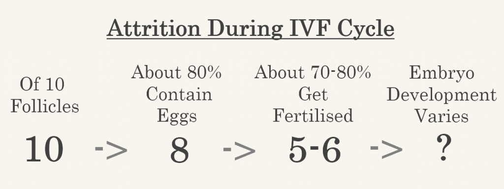 chart showing attrition rates during an ivf cycle