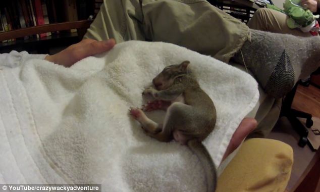 Getting some rest: Footage of this sleeping squirrel shows the sleeping motion up-close