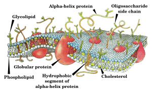 Cell membrane drawing-en