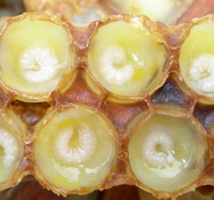 Маточное молочко в пчелиных сотах