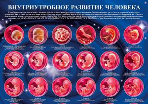 Акушерская седьмая неделя беременности