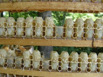 выбор и хранение пчелиного маточного молочка