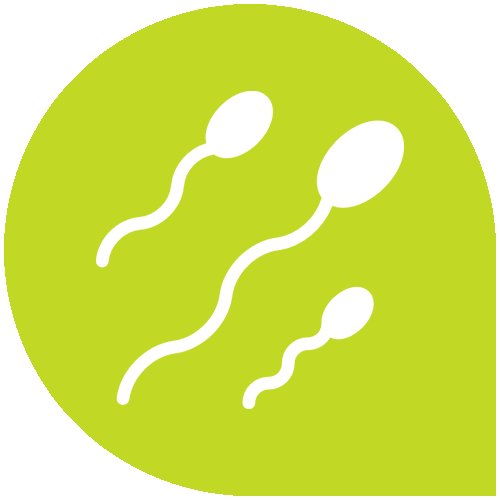 Pregnancy calculator by date of conception