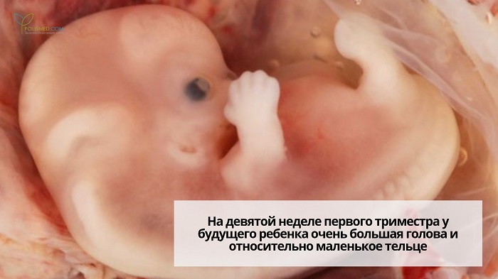 Эмбрион на 9 неделе беременности